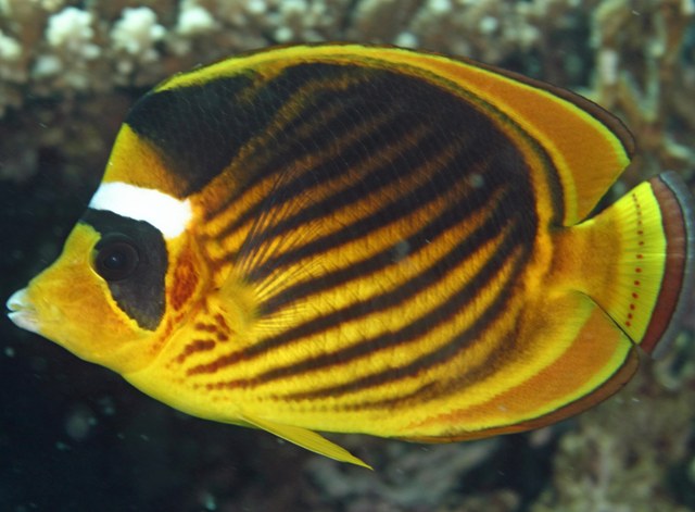 Chaetodon fasciatus